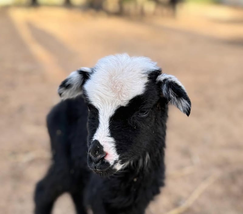 A black lamb with a white face and floppy ears