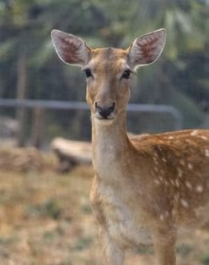 A young spotted fallow deer standing alert in a dry field
