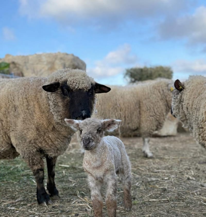 A black-faced ewe standing close to her pale lamb
