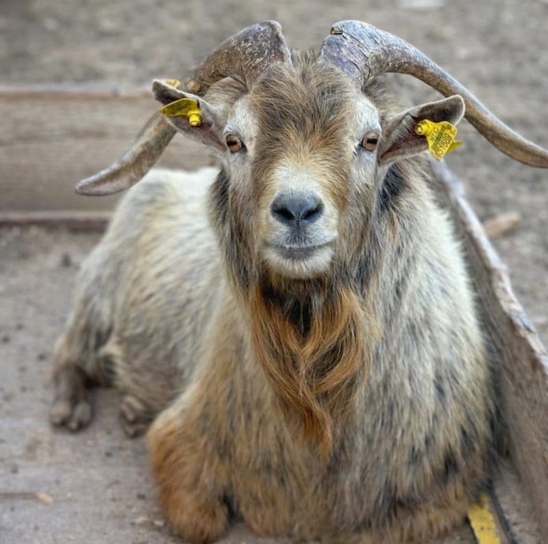 A shaggy long-horned billy goat lying on the ground and looking at the camera