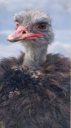 An ostrich looking down at the camera with its pink beak