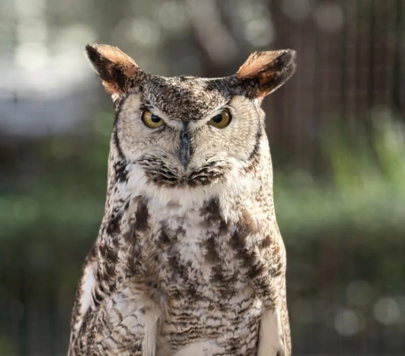 A great horned owl with orange eyes and tall ear tufts