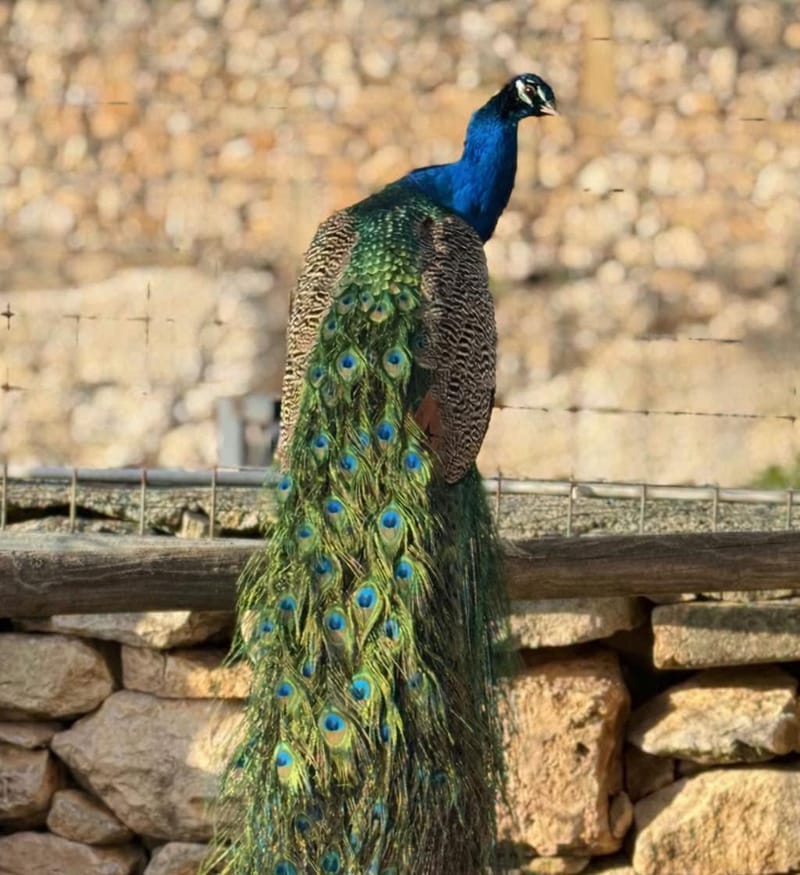 A peacock perched on a low rubble stone wall, its long train hanging down