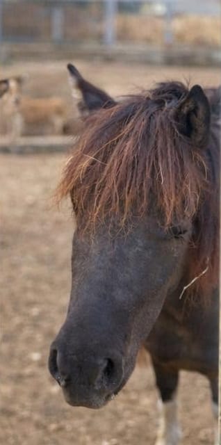 A dark pony with a long shaggy fringe