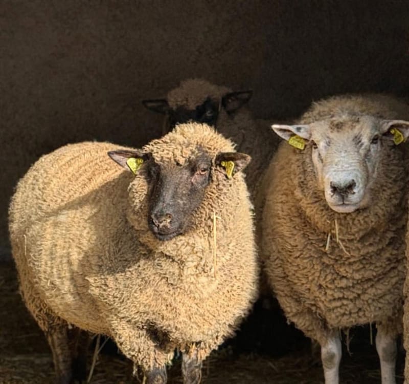 Two woolly sheep side by side in a straw-lined shelter