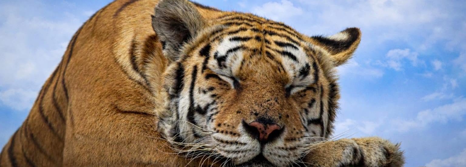 A tiger asleep with its chin resting on its paws
