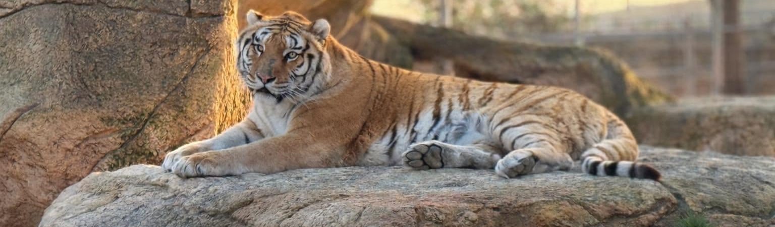 A tiger stretched out on a large sun-warmed rock in its enclosure