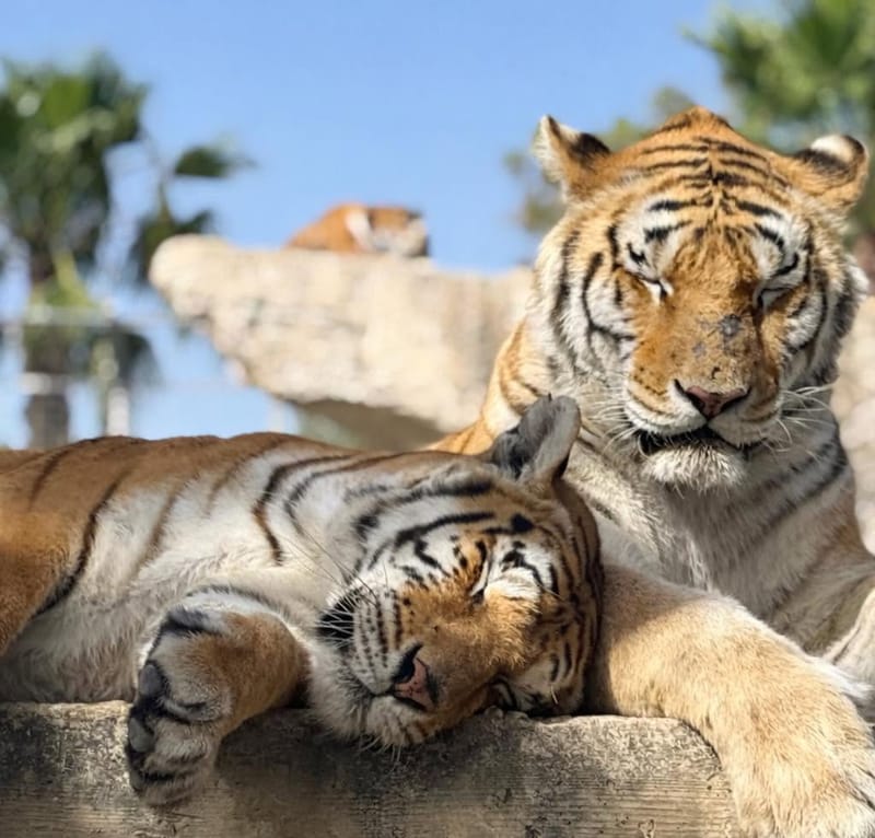 Two tigers dozing together on a rock ledge at the park