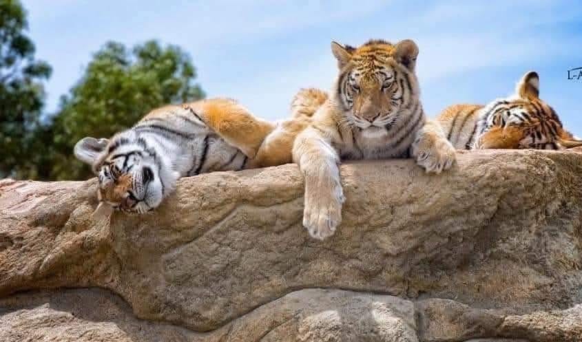 Three tigers lounging along the top of a long rock under the trees