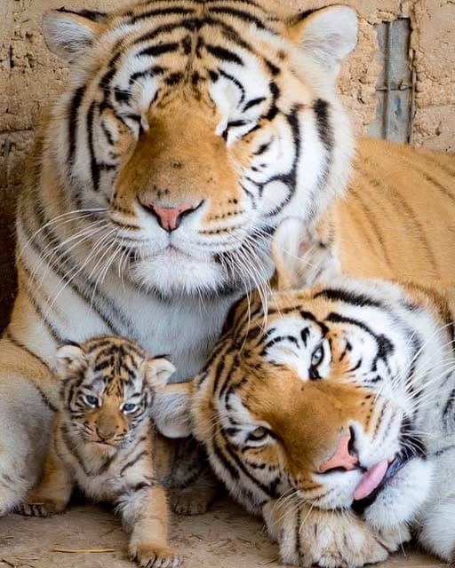 A tigress lying with two young tiger cubs beside her