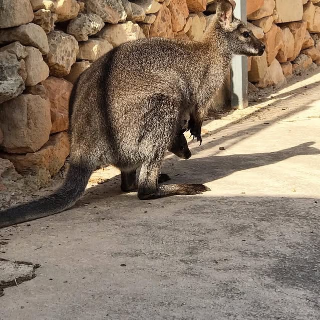 A wallaby standing beside a rubble stone wall